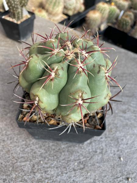 Thelocactus hexaedrophorus